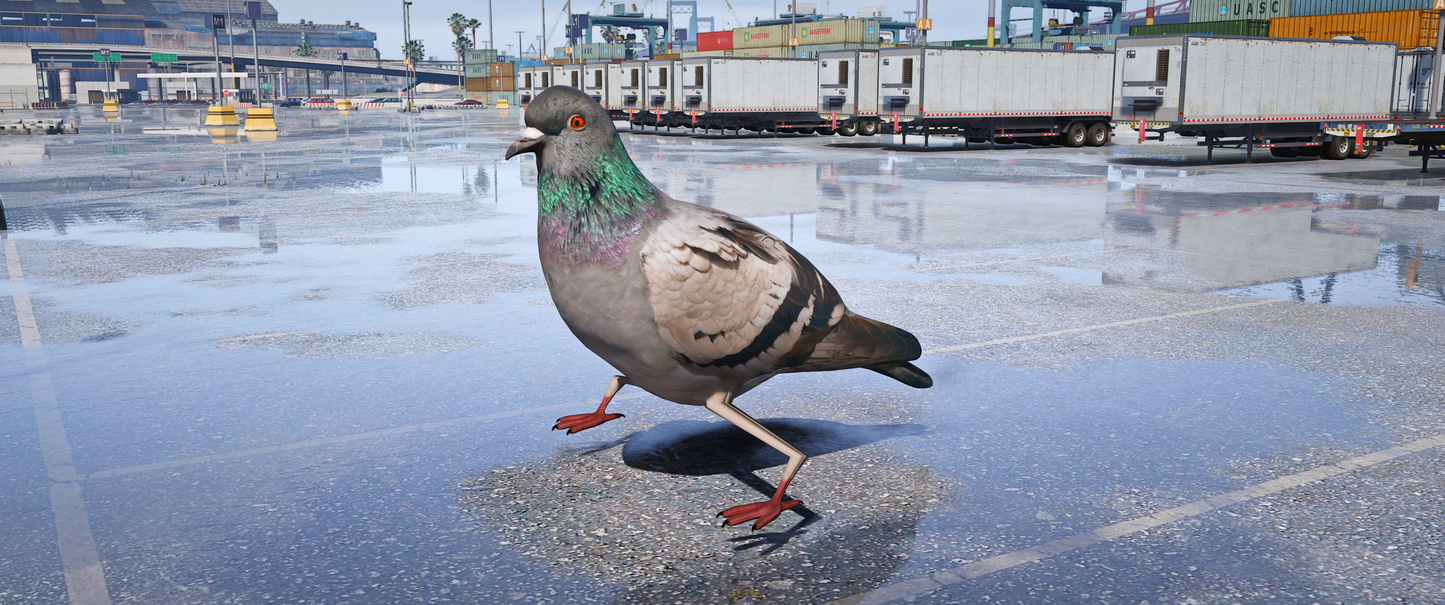 (Lore Friendly) Pigeon