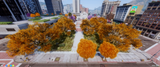 [MAP] LEGION SQUARE EXPANSION